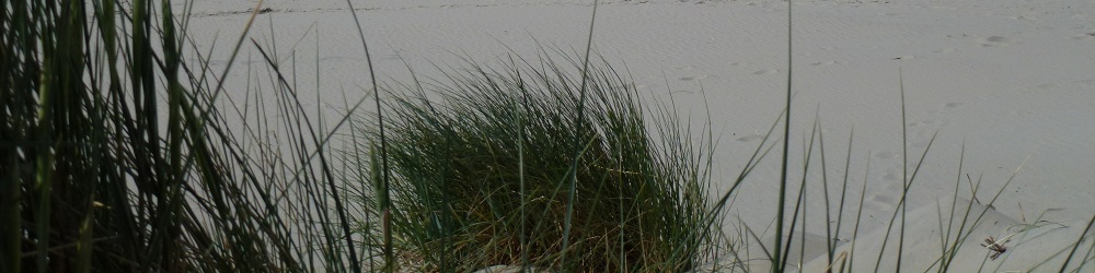 Borkum